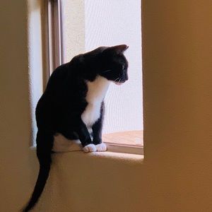 Meet your Posher, Huihui